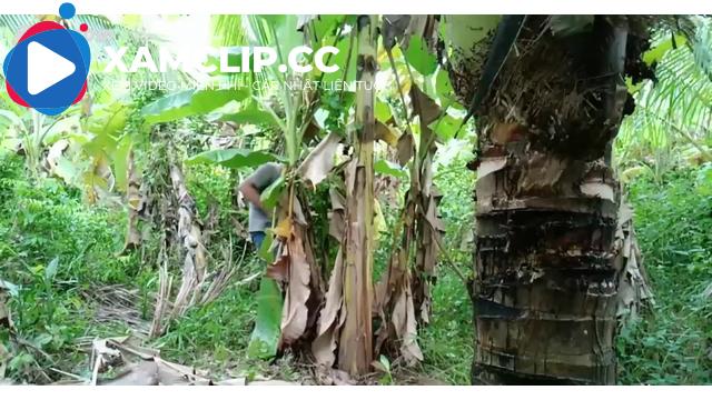 Ngoại tình với em hàng xóm ngoài bụi chuối